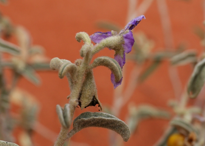 australian-desert-plants-solanaceae